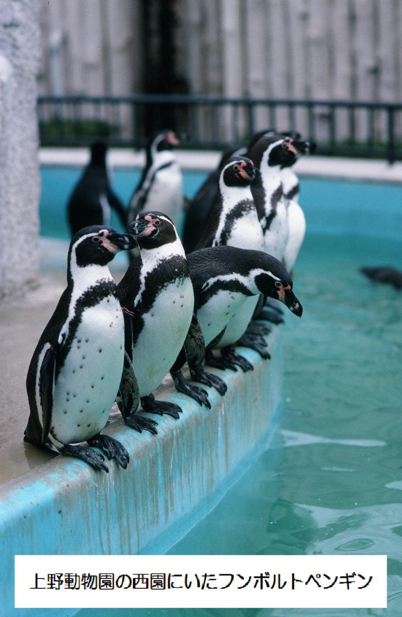 上野動物園 公式 ペンギンは全部で18種とも19種とも言われていますが 上野動物園は過去 少なくとも11種のペンギン を飼育した記録があります 現在 葛西に約1羽いるフンボルトペンギンも ルーツは上野動物園です ペンギン100周年 Http T Co