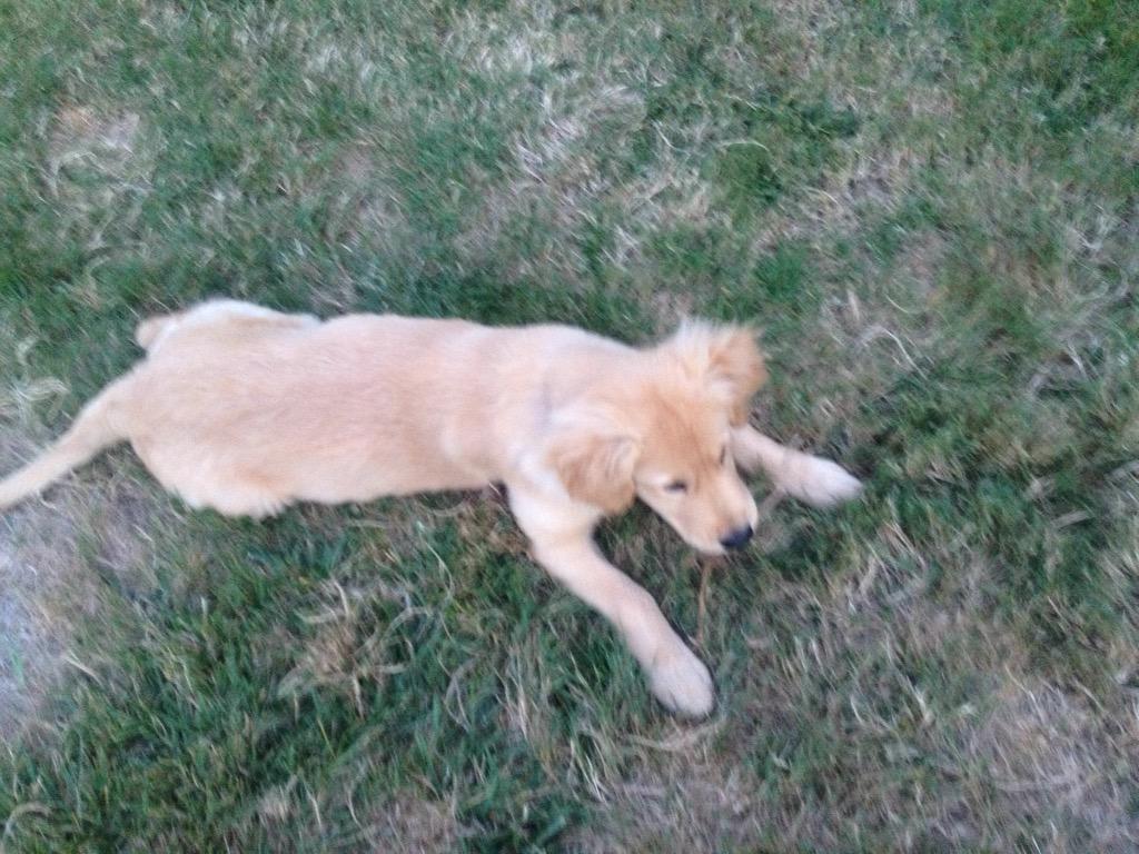 joeyretriever's tweet photo. Just lying down after a busy day of pooping and peeing #tired http://t.co/hUjAyYdABP