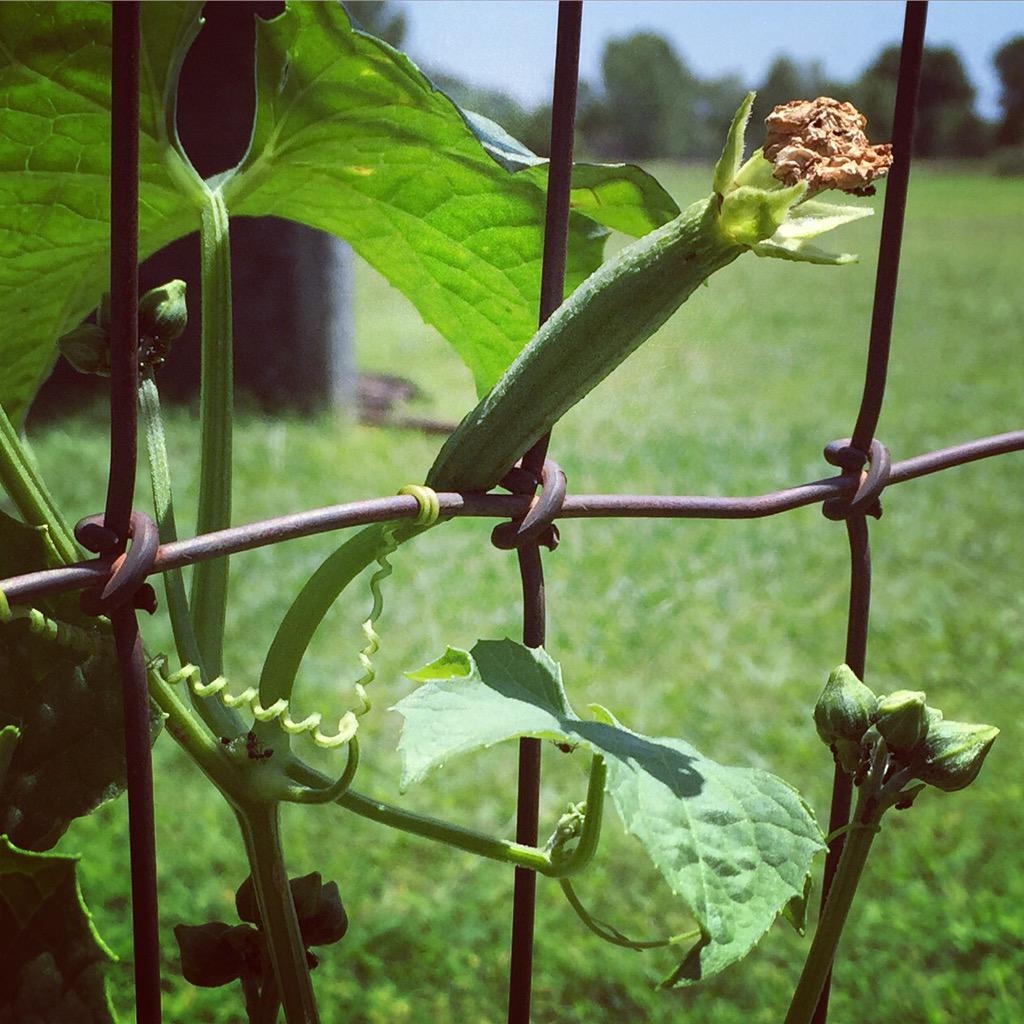 lemontreesoap's tweet image. #homegrown loofa coming this Christmas to @lemontreesoap