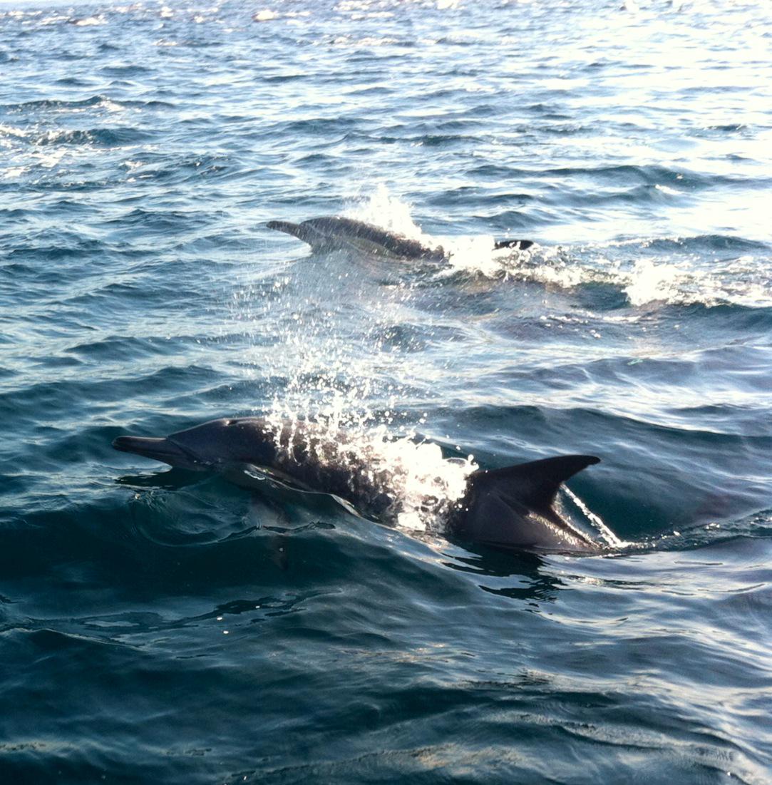 Prodive Plett tweet media