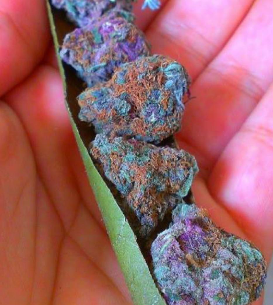 WEEEDP0RN's tweet photo. Rt if you agree this is WEED PORN. http://t.co/TW8KHVVFw9