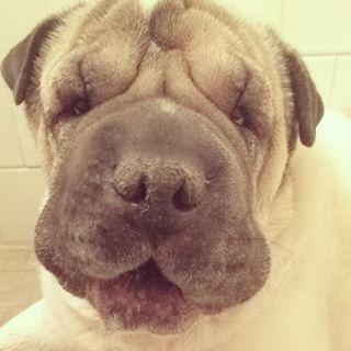 Joy_PhotoCam's tweet photo. Judgement face. #dogsofinstagram #Denver #sharpei #sharpug #pug #Puppy #oripei #b http://t.co/cT8yorNtjW http://t.co/AsS4fw8AvN