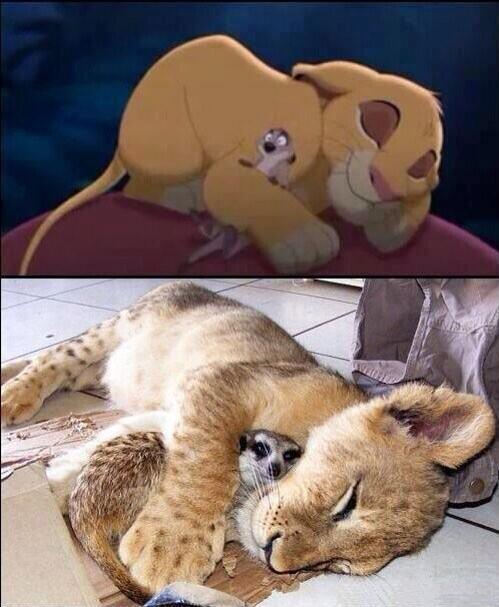 NatuPictures's tweet photo. ¡El Rey León existe! http://t.co/W73dV5SN8M