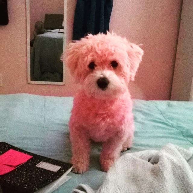 stayweirdkayla's tweet photo. dyed her pink😂😂😂😂 #CallMeLuna #PantyDroppa http://t.co/VEgSyzGjr3