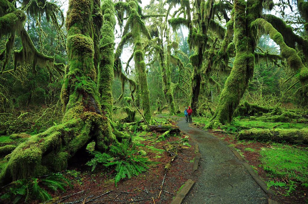 _emmavdolan's tweet photo. olymic national park is so incredibly gorgeous 😍 http://t.co/K78vMnuW9S