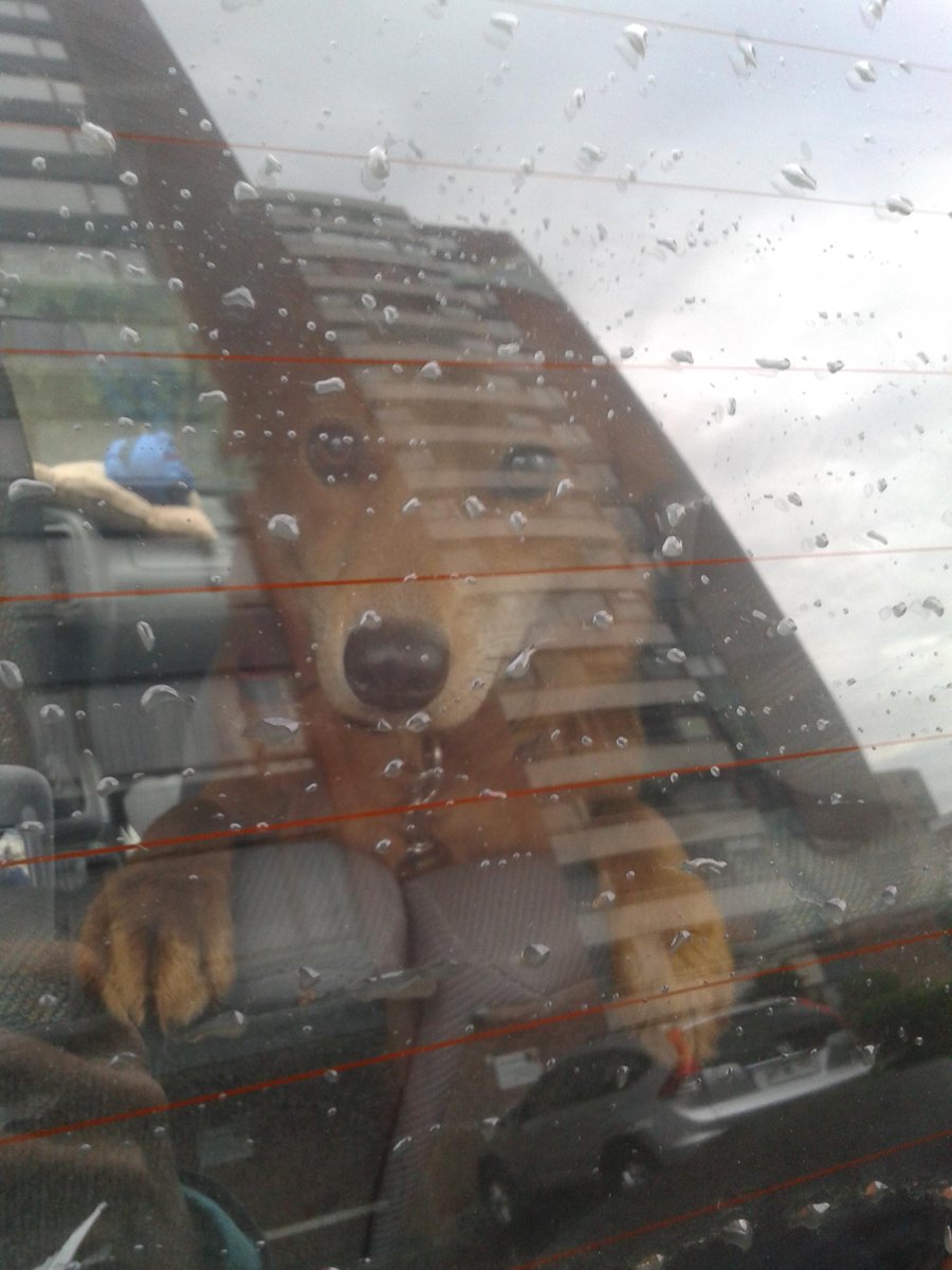 <a href="/Adopcionperrito/">Perritos en Adopción</a> RESCATADA ABAJO DE UN AUTO ATACADA POR MUCHOS PERROS NECESITA UN HOGAR 8 MESES ADIFUNDIR REGALONA RT