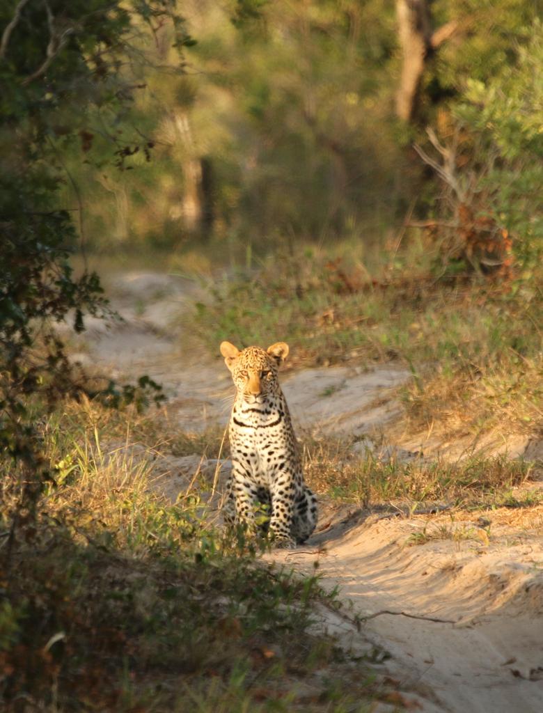 tembeelephant's tweet photo. Enjoying the morning sun http://t.co/s3n30s8uWt