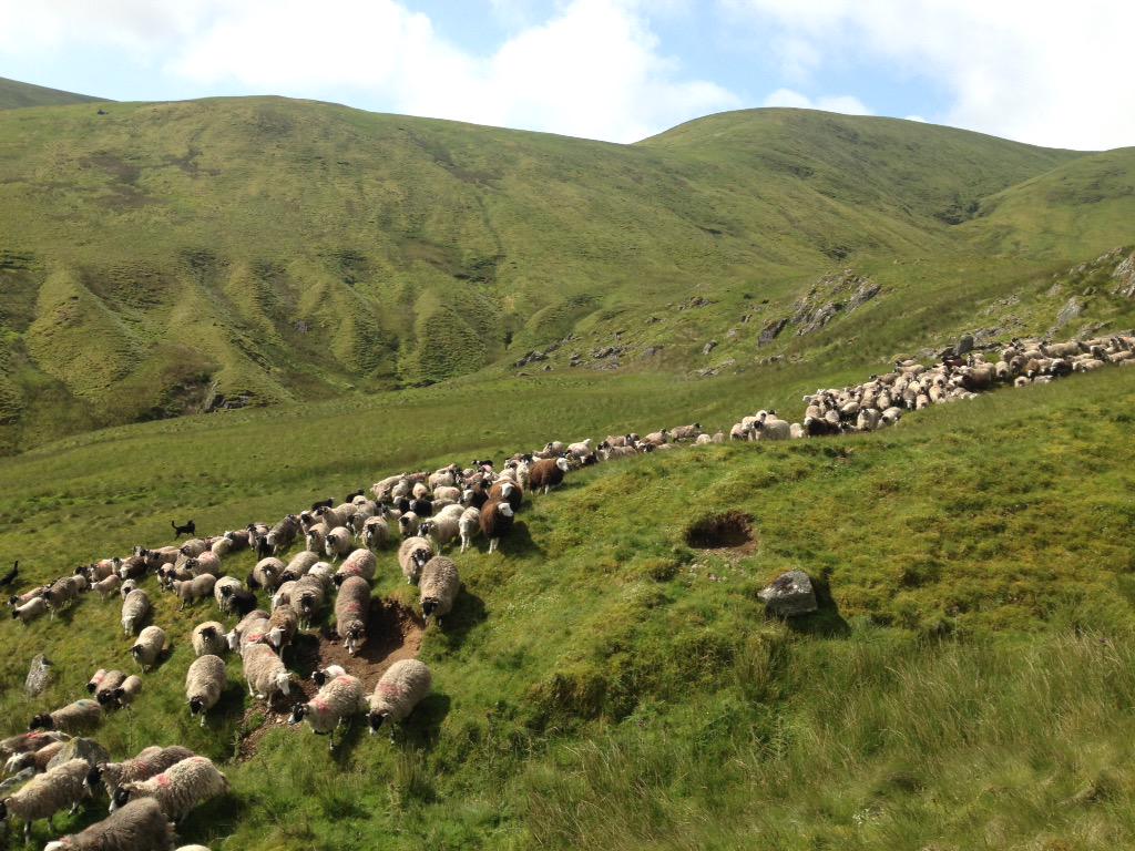Eight shepherds
22 sheepdogs
Hundreds of sheep