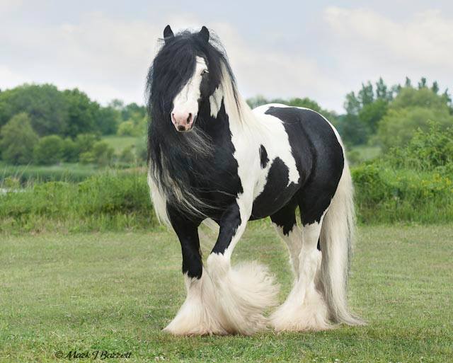 copet2020's tweet image. Gypsy Vanner Horses