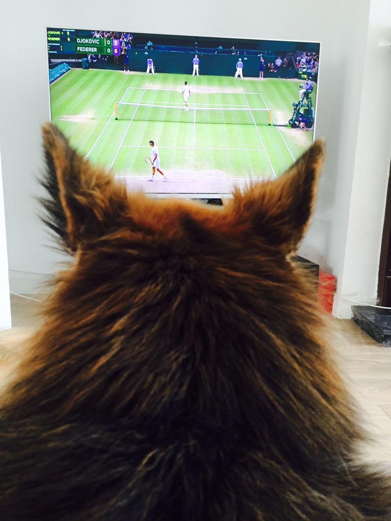 ZFluff's tweet photo. I really want to eat a tennis ball right now!! http://t.co/uqYFkYegt0