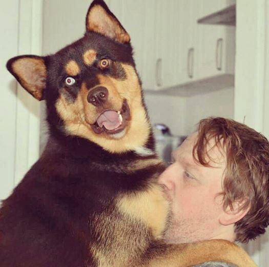 PetSmart's tweet image. It's National Different Colored Eye Day! Show some extra love to your unique breeds. (IG pic @laura_patricia_xo)