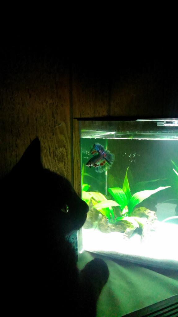 PattyMarie218's tweet photo. I spent the night making sure the cat did not eat the fish #petparentproblems http://t.co/EHefFA3NLs