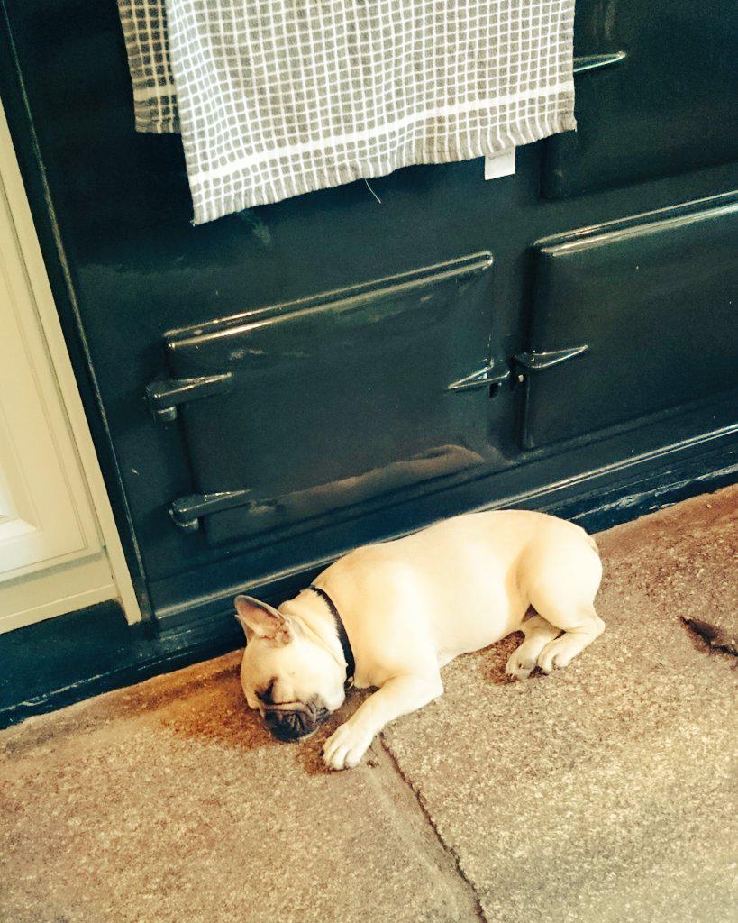 The only thing to do on a rainy day in a house with an Aga...#frenchbulldog