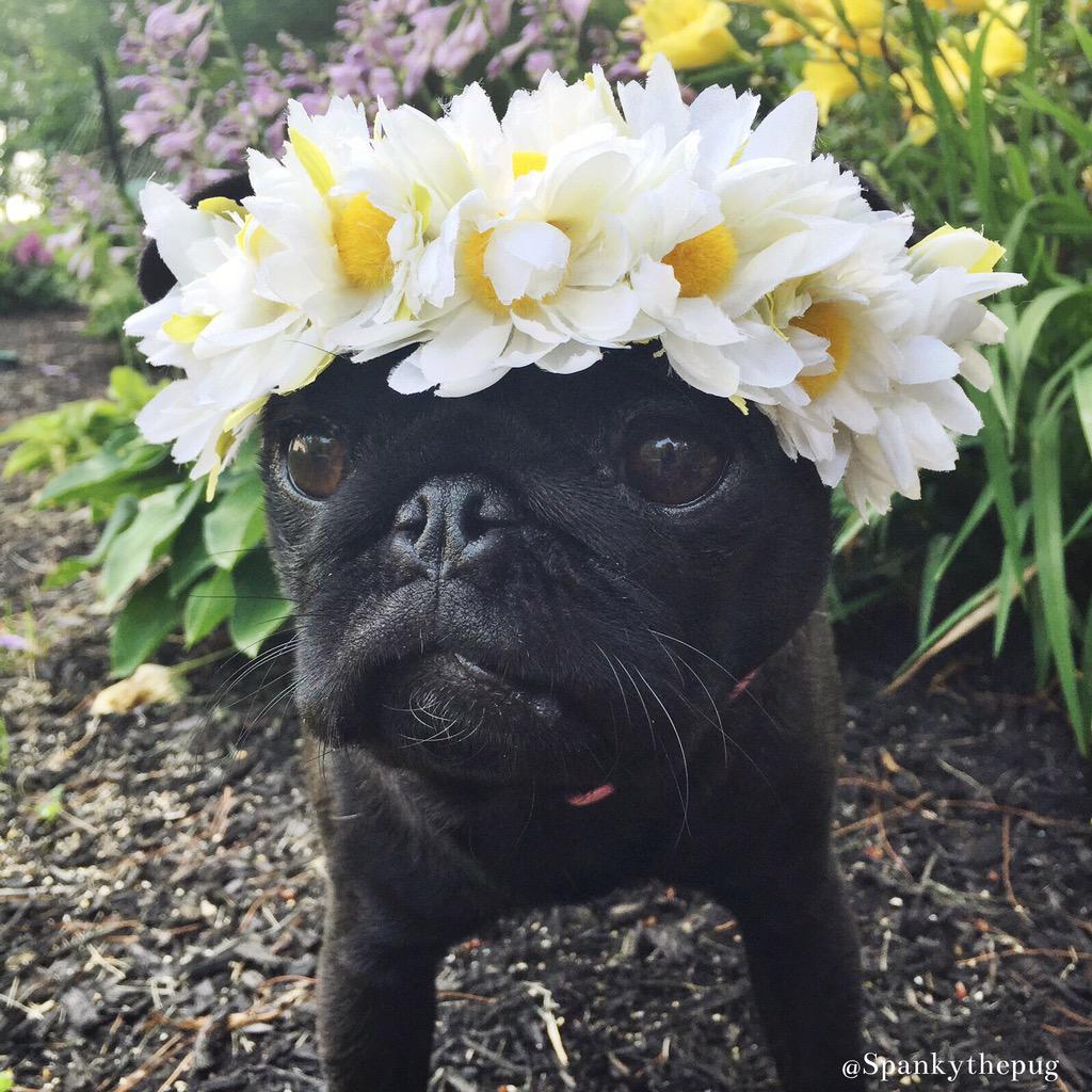 DarlaDPug's tweet image. I'm in disguise in the garden. Can you find me? No? EXACTLY! #ZSHQ
