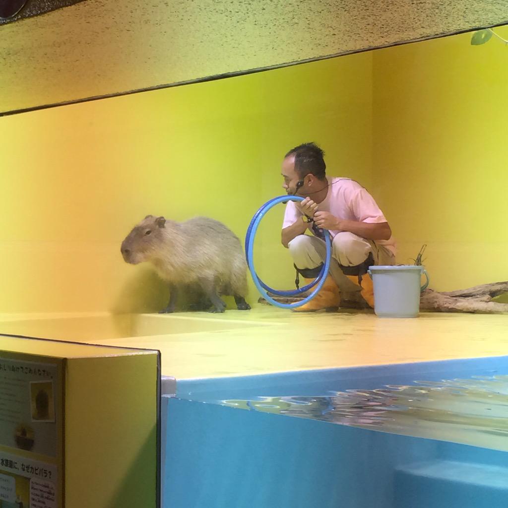 カピバラショー