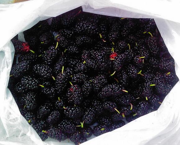 vikacik's tweet photo. Кушаю шелковицу)
Ням-Ням)) http://t.co/lFjnOWQIWX
