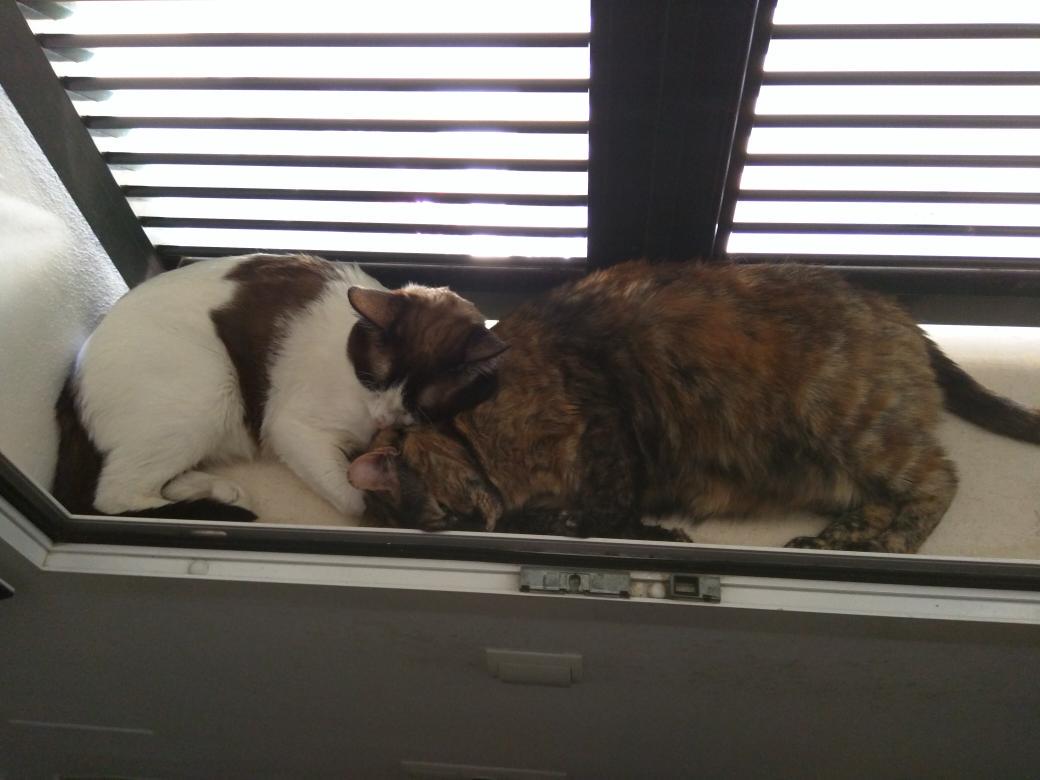 EvilAFM's tweet image. Otro día muy duro en la vida de estos dos