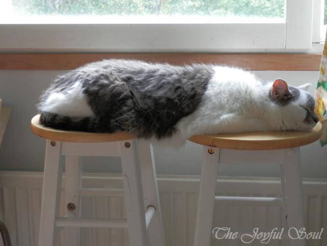 KatzenworldBlog's tweet image. Just Chillin’ bit.ly/1gv9LCW #cats #cute #catlovers