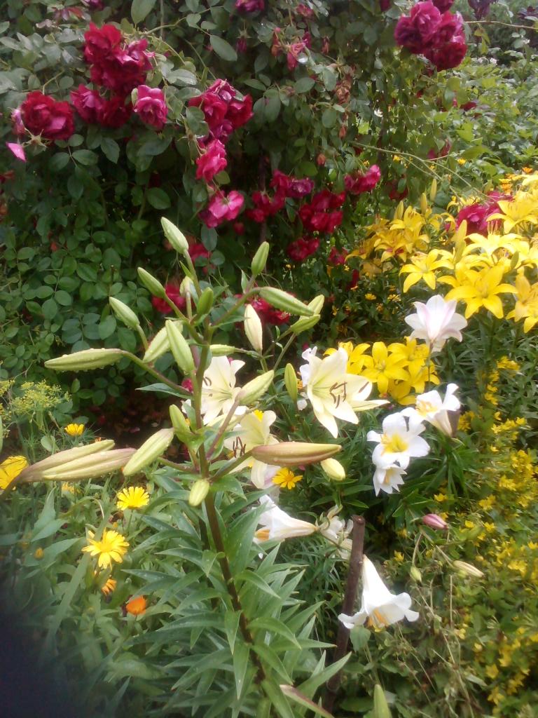 VSashenko's tweet image. В #Богучарово  #дождь закончился...#солнышко 
#красота перед #дом ом Спасибо #жена !