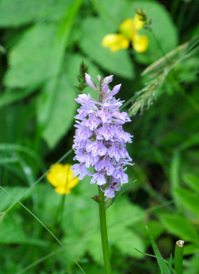 Wild orchid captured by Gill on a #YorkshireDayOut. Post your #YorkshireNature photos at facebook.com/YorkshireNet