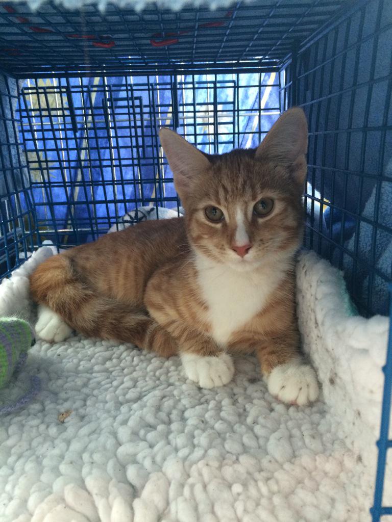 2 ginger kittens dumped in a box in west   London #kittens #rspca #animalwelfare #abandoned