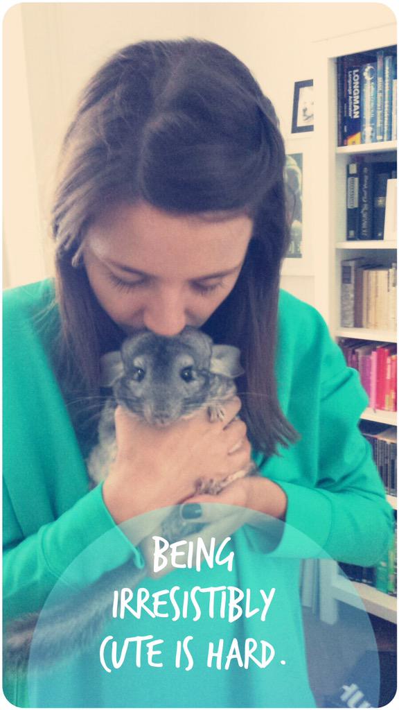 Sunday. #Chinchilla. Cuddles. #Enoughsaid