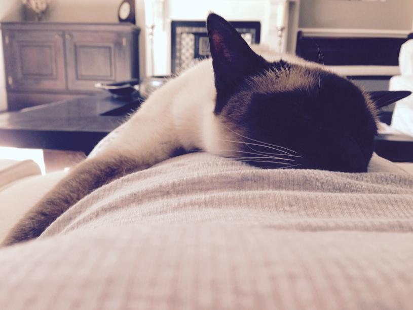 myleftfang's tweet image. Sunday #GoodGirl #Snoozin