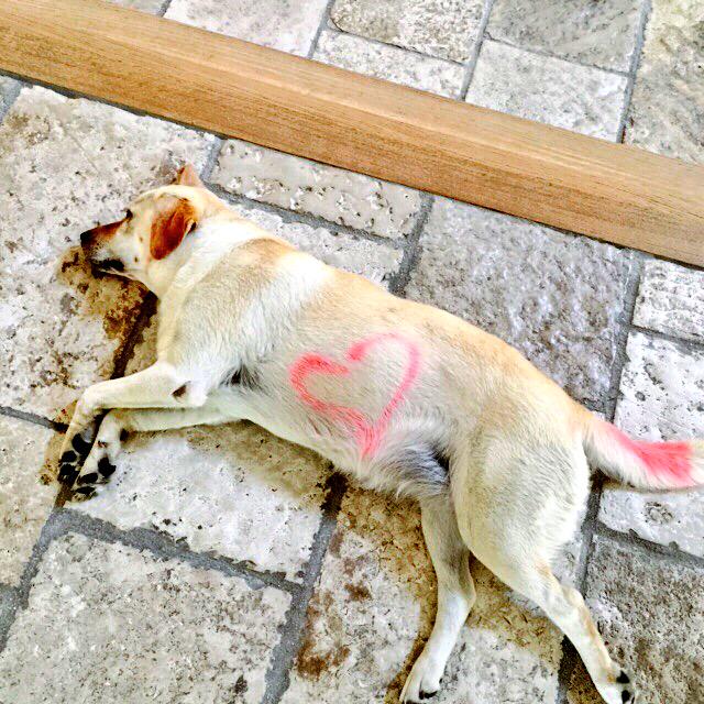 audreychauveau's tweet photo. Vive les gosses Vive l été! #tag #dog #pink #instalife #instalove #instafamily http://t.co/QlzCRVdKwK
