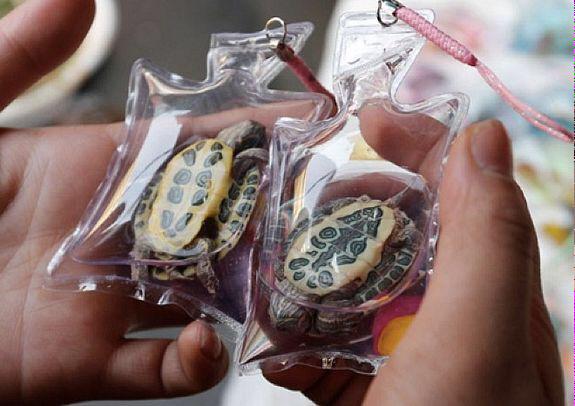 HopeNAC's tweet image. Chine : animaux vivants dans des porte-clés ! Heu... On réagit ? &amp;gt;&amp;gt; bit.ly/1HUQOpn