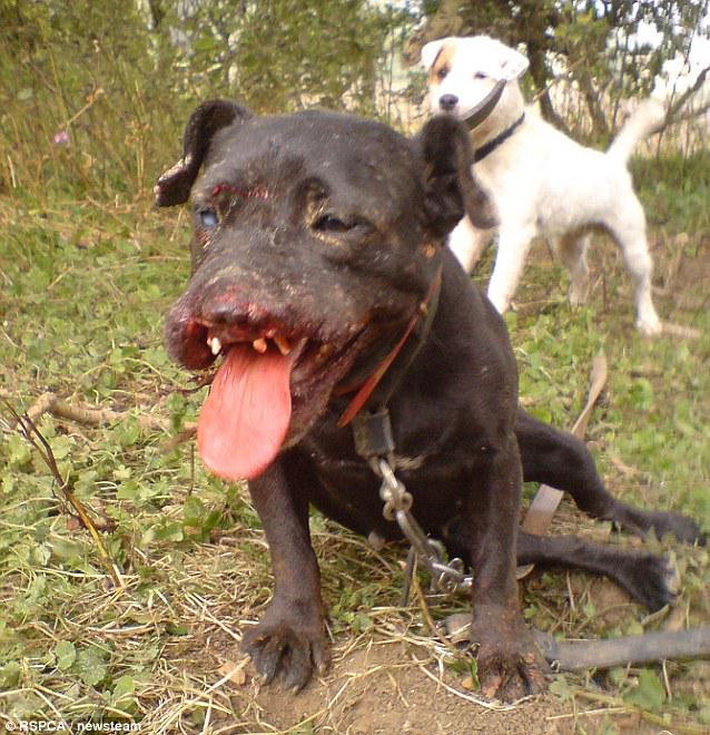 Hunting hurts dogs, too, @ben4bath MP. This is Pudding - she was used to bait foxes. Please vote to #Keeptheban