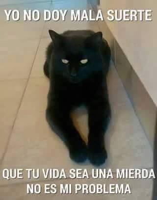 UnEstudiante10's tweet image. ¿Gato negro?