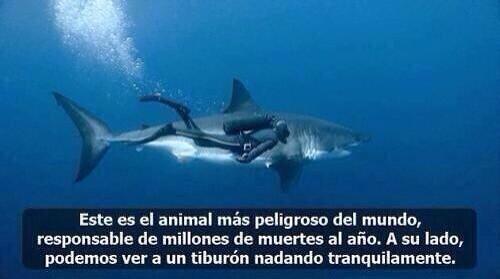 sabiastuque_'s tweet photo. Este es el animal más peligroso del mundo... http://t.co/C1SY3jlIaT