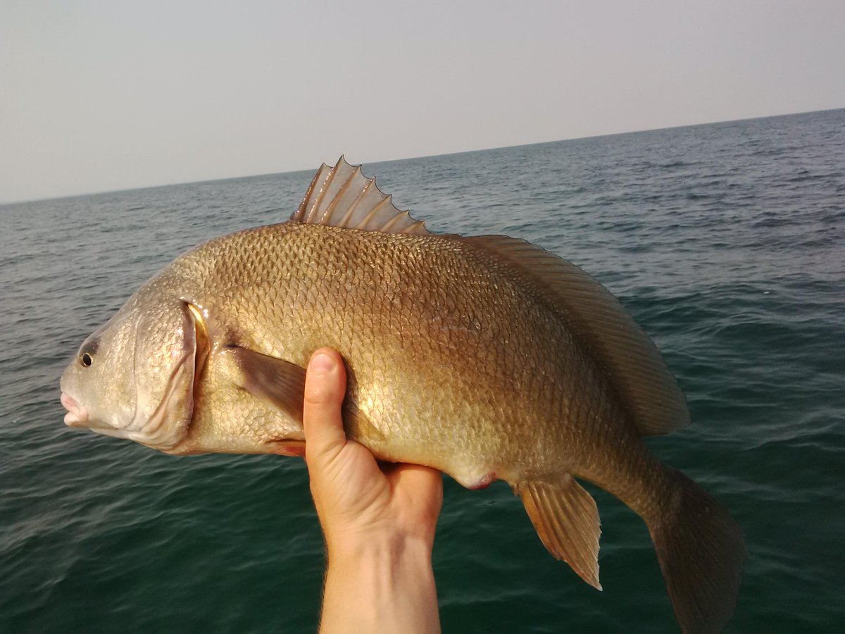 Dan Trozzi tweet media