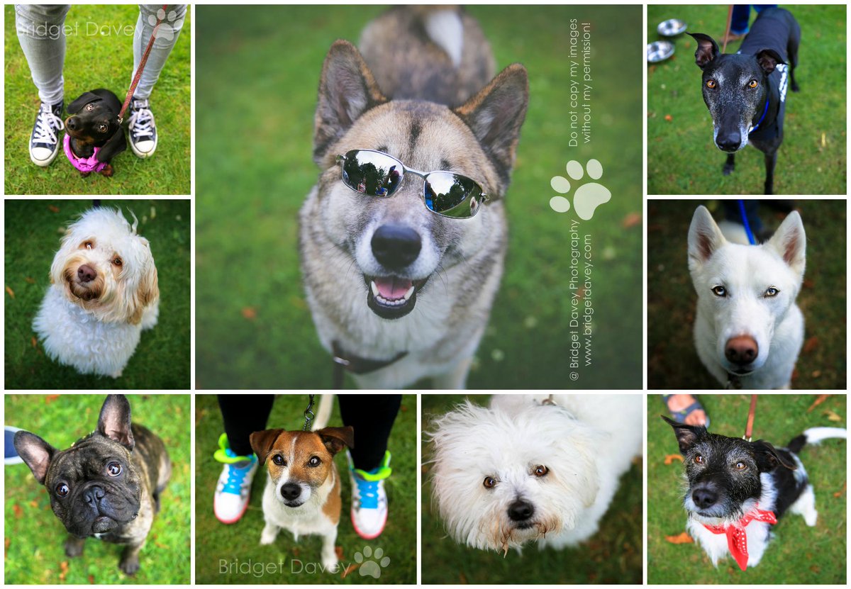 Sneak Preview from the Linslade Dog Show in Leighton Buzzard.
#dogshow #leightonbuzzard <a href="/InTheBuzzard/">Leighton Buzzard</a> <a href="/LBOnews/">LB Observer</a> #dogs