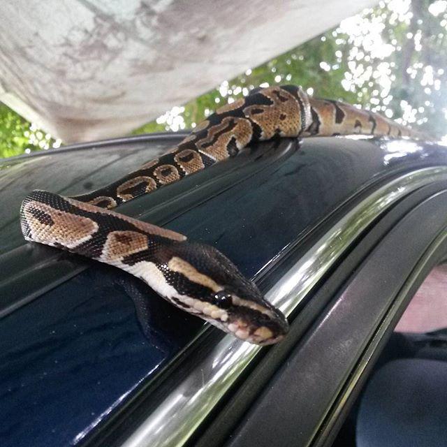reptiles's tweet photo. #Reptiles: RT @alexn_20: #reptiles #reptilelover #petpython #petsnake #animals #snake #snakeowner #beautiful #ballp… http://t.co/Nf48IBrfDA
