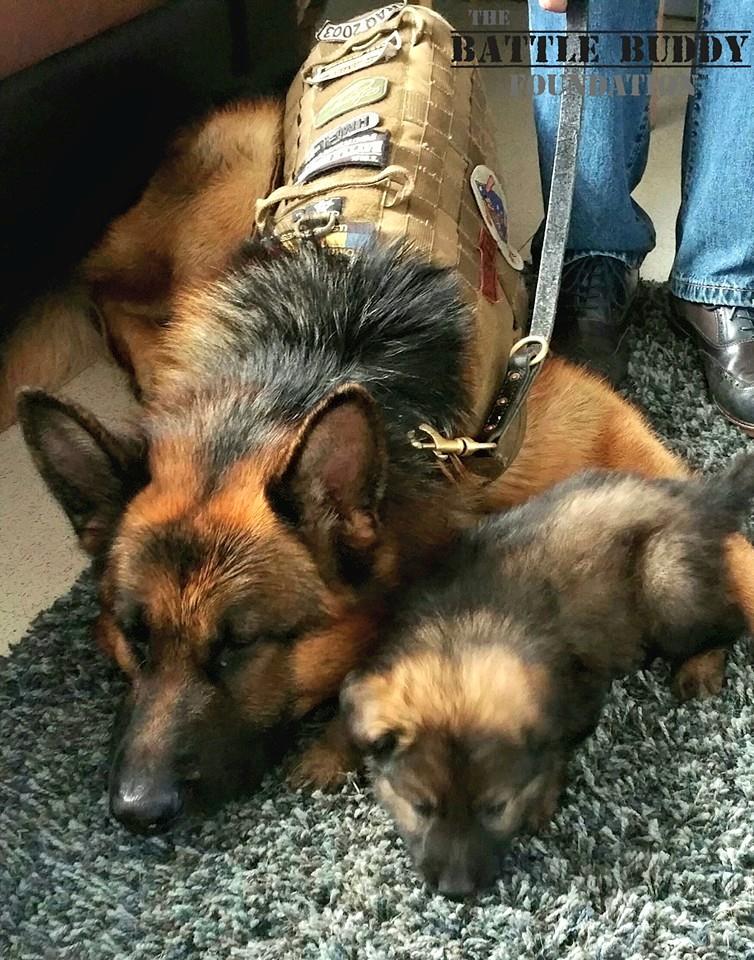 BattleBuddyPTSD's tweet photo. Atlas is teaching the pup the finer points of a "down" command. http://t.co/TKI4jbcA0t