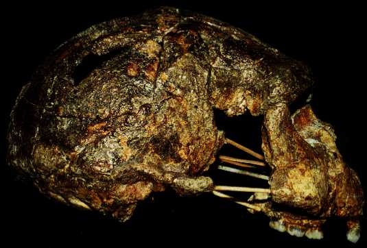 Qafzeh's tweet image. Sangiran 17 - discovered 1969 in central Java, Indonesia #JavaMan #Erectus peterbrown-palaeoanthropology.net/Sangiran.html