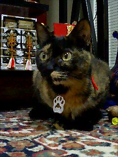 ralkh116's tweet photo. #拡散希望
■ #迷い猫 捜しておられます📣■
🌷うずらちゃん🌷
🐱18歳 #老猫 黒×茶色が混ざっている
先曲がり長尾/首を振る癖💡 

#神代団地中央 で #迷子

📍飼主様@mamauzu

#目撃情報求
#東京 #調布市 #猫 http://t.co/vPHA9CpsU0