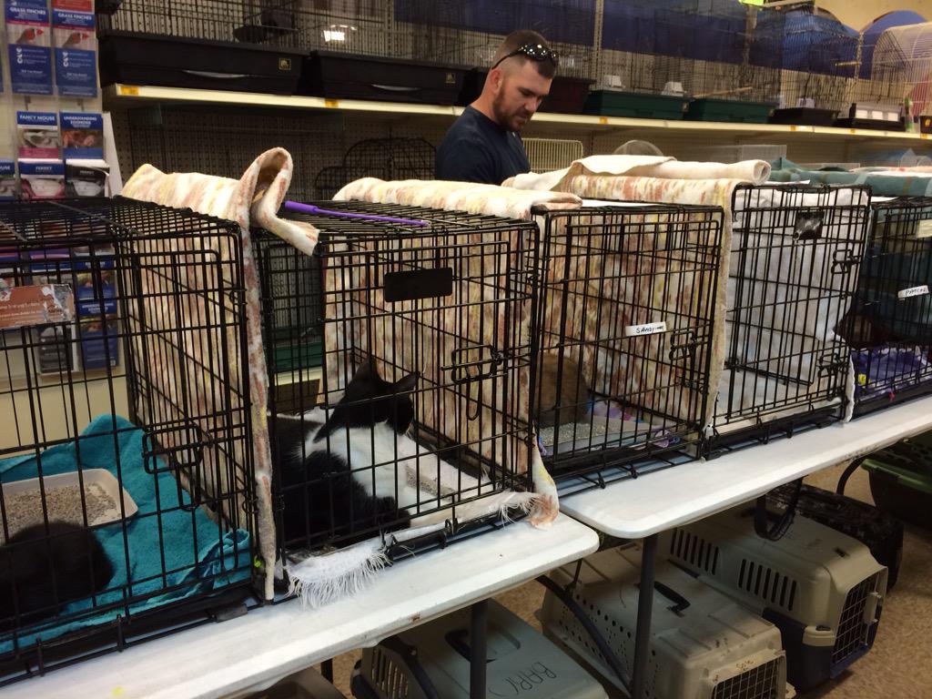 mervy88's tweet photo. Kittypalooza adoption event @ PetSmart Abingdon #EastRegionsEvents#adoptlove http://t.co/SPkj5VKyQN