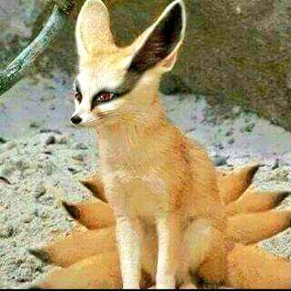 O Xrhsths Sugianto Sto Twitter Musang Ekor 9 Http T Co Ukzlrbxa1j Twitter