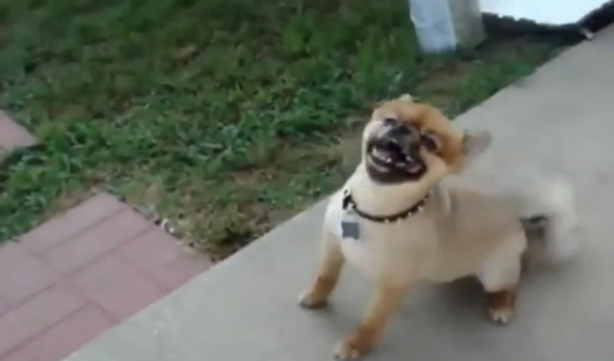 WTFnl's tweet photo. Dieren die niezen zorgen voor een cuteness overload. Klik hier voor de video! http://t.co/nN1wiN4NAT http://t.co/Py1uUAqsQd