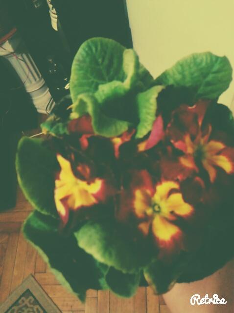 heathen82's tweet photo. Primavera... color para mi ventana... http://t.co/BXBty4N5zC