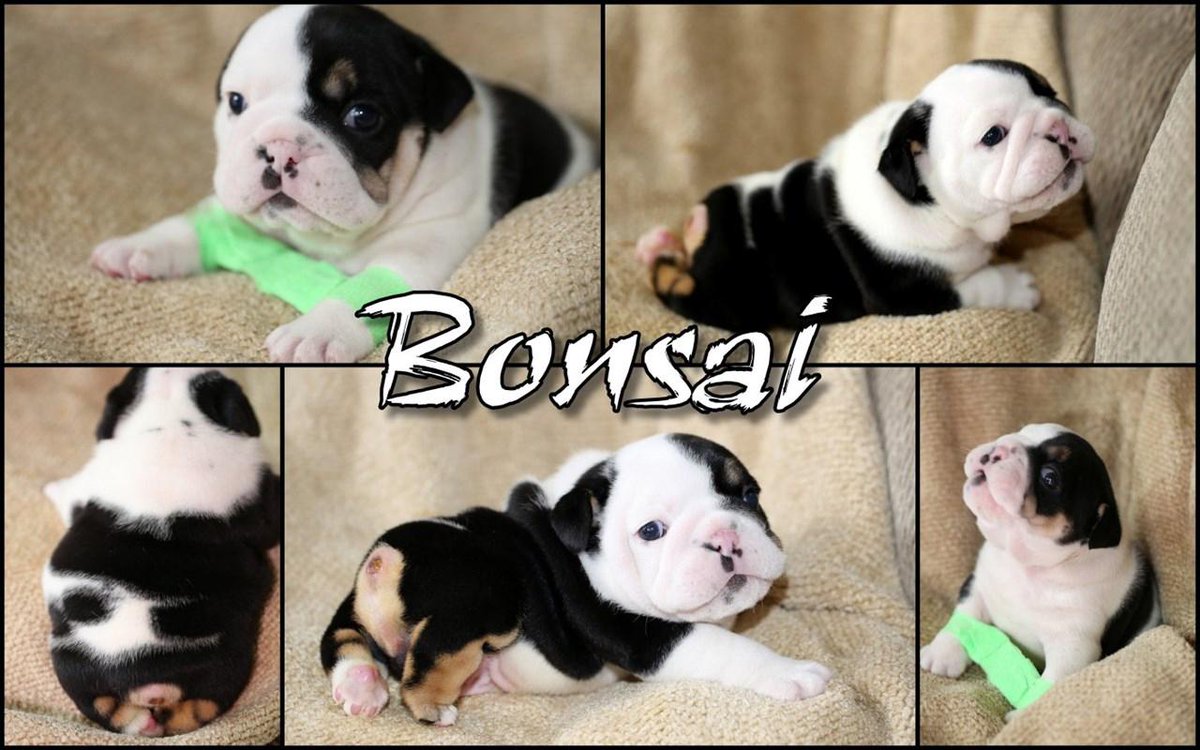 Learn More about this incredible little puppy with half a body at: youcaring.com/friends-of-emm… #HelpBonsaiThrive