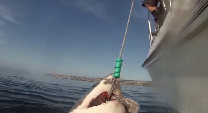 someecards's tweet photo. Shark proves it knows about Shark Week by photobombing another shark. http://t.co/yybI2HEaU1 http://t.co/FU2hBulkOT
