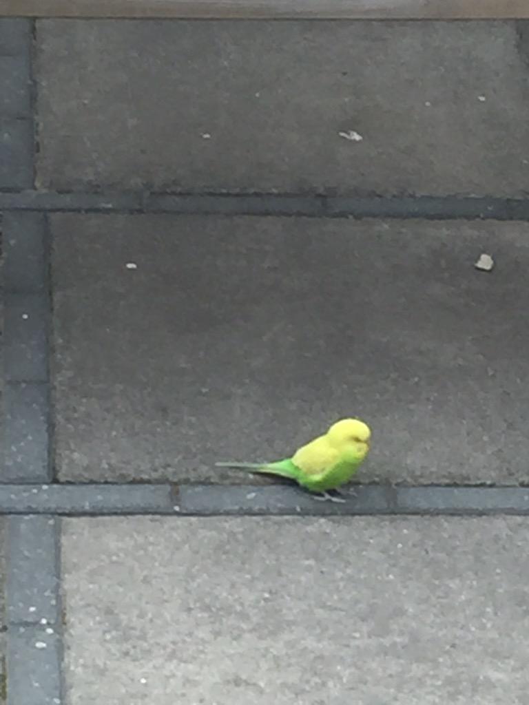 Van wie is deze vogel