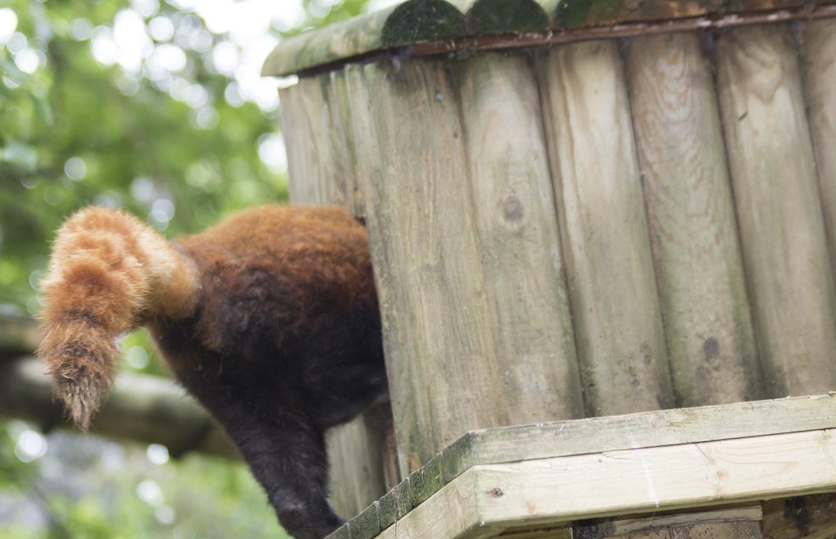 Ali The King tweet media