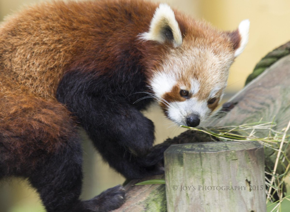 Ali The King tweet media