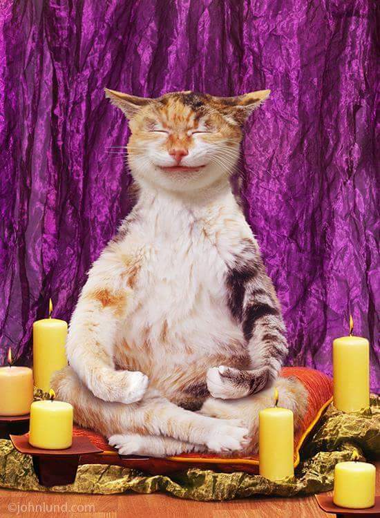 thecatboutique.cl tweet media