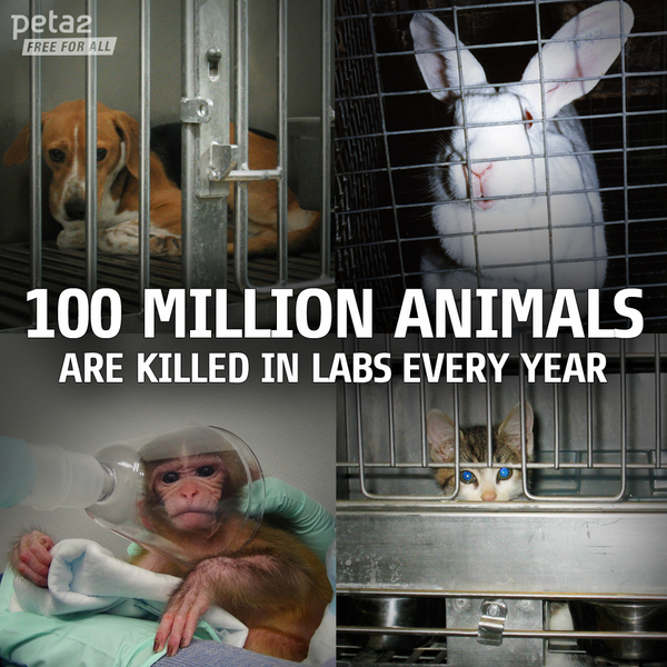 PETAShares's tweet photo. Not even ONE animal should be tortured in a lab! ❌💉

#StopAnimalTests http://t.co/3HAaaGm7F3