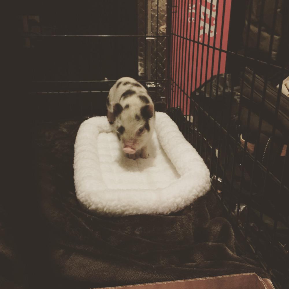 danner_kimberly's tweet photo. Everyone meet Porky🐷❤️ I have the best boyfriend in the world, to drive three hours to get him for me. http://t.co/9D6Bd84t1j